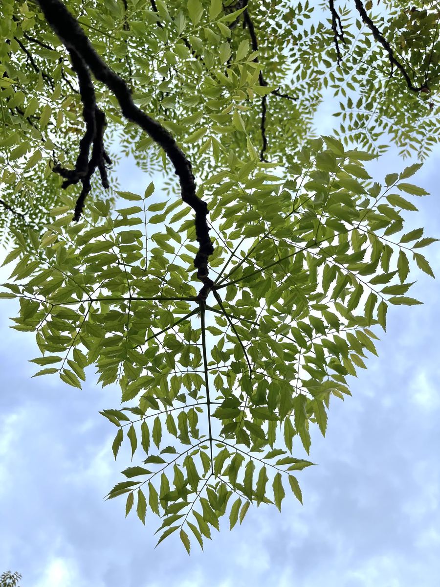 仰望樹梢，細碎的葉子襯著天空